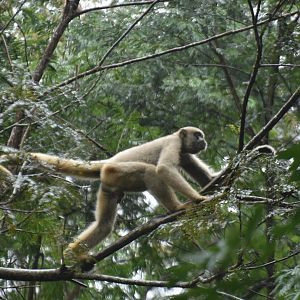 Northern muriqui (Brachyteles hypoxanthus)