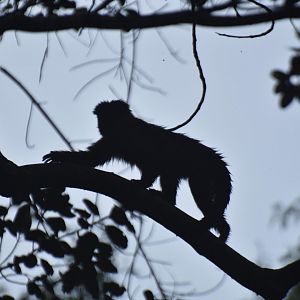 Black capuchin, (Sapajus nigritus)