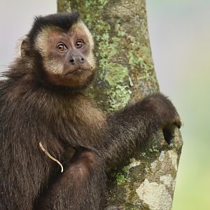 Black capuchin (Cebus nigritus)