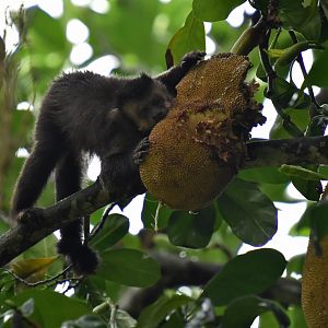 Black capuchin (Cebus nigritus)