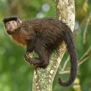 Black capuchin (Cebus nigritus)
