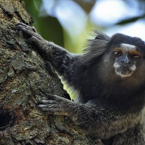 Common marmoset (Callithrix jacchus)