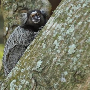 Common marmoset (Callithrix jacchus)