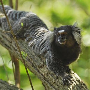 Common marmoset (Callithrix jacchus)