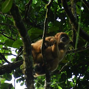 Southern muriqui (Brachyteles arachnoides)