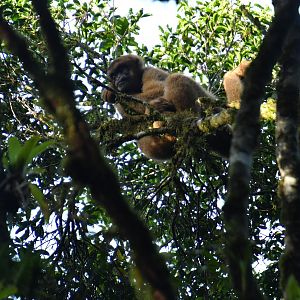 Southern muriqui (Brachyteles arachnoides)