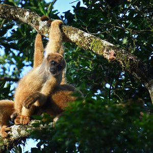 Southern muriqui (Brachyteles arachnoides)