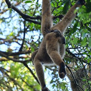Southern muriqui (Brachyteles arachnoides)