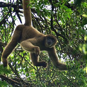 Southern muriqui (Brachyteles arachnoides)