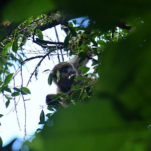 Southern muriqui (Brachyteles arachnoides)