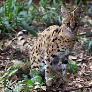 When You're Caught Pooping on Camera...