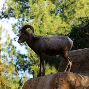 Desert Bighorn Sheep