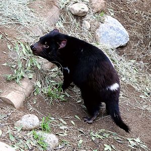 Tasmanian Devil, December 2015