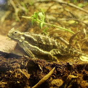 Giant Horned Lizard (Phrynosoma asio)