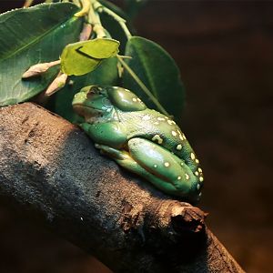 Magnificent Tree Frog (Litoria splendida)