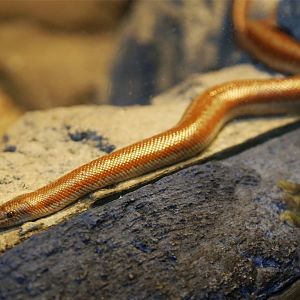 Rosy Boa