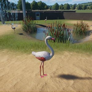 My first Planet Zoo Flamingo Enclosure