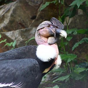 Chavin the Andean Condor