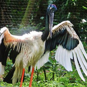 Wings of Asia - Black-necked Stork