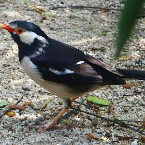 Wings of Asia - Asian Pied Starling (Gracupica contra)