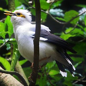 Wings of Asia - Grey-backed Starling (Acridotheres tricolor)