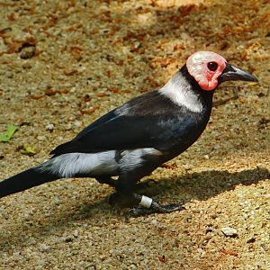Wings of Asia - Coleto (Sarcops calvus)