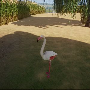 Greater Flamingo