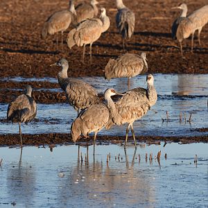 sandhill cranes