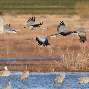 sandhill cranes