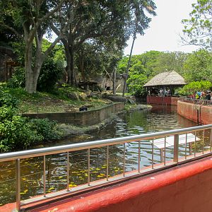 Gorilla Moat - December 2019