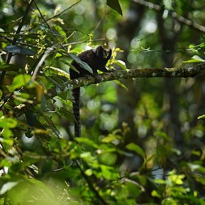 Buffy-tufted marmoset (Callithrix aurita)