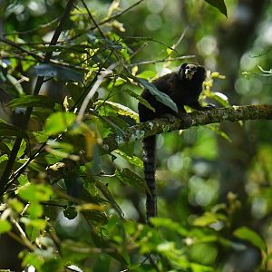 Buffy-tufted marmoset (Callithrix aurita)