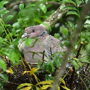 Picazuro Pigeon (Patagioenas picazuro)