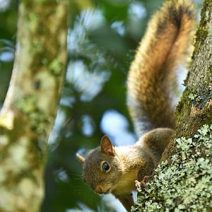 Ingram's squirrel (Sciurus ingrami)