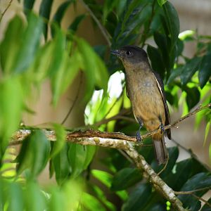 Crested Becard (Pachyramphus validus)