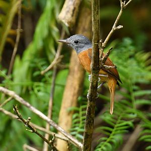 Grey-hooded Attila (Attila rufus)