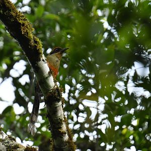 Rufous-capped Motmot (Baryphthengus ruficapillus)
