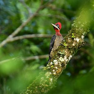 Robust Woodpecker (Campephilus robustus)