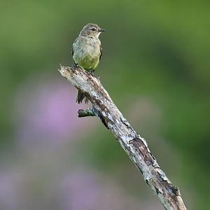 Small-headed Elaenia (Elaenia sordida)