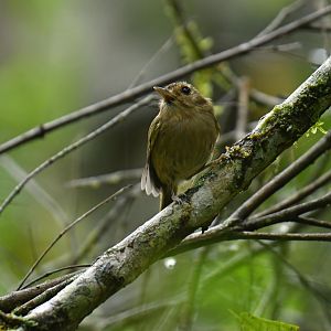 Drab-breasted Bamboo Tyrant (Hemitriccus diops)