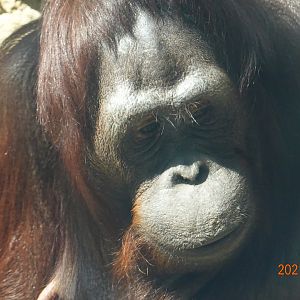 Bornean Orangutan (Pongo pygmaeus)