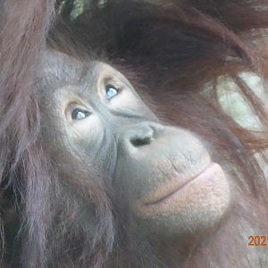 Bornean Orangutan (Pongo pygmaeus)