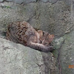 Leopard Cat (Prionailurus bengalensis)