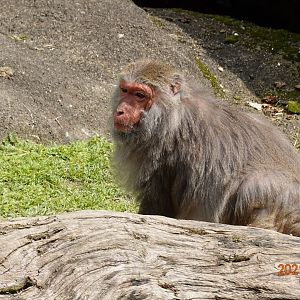 Formosan Rock Macaque (Macaca cyclopis)