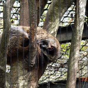 Masked Palm Civet (Paguma larvata taivana)