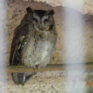 Collared Scops Owl (Otus lettia glabripes)
