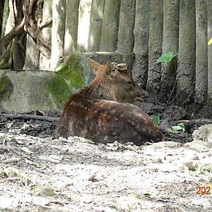 Formosan Sika Deer (Cervus nippon taiouanus)