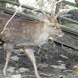 Formosan Sika Deer (Cervus nippon taiouanus)