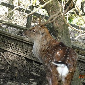 Formosan Sika Deer (Cervus nippon taiouanus)