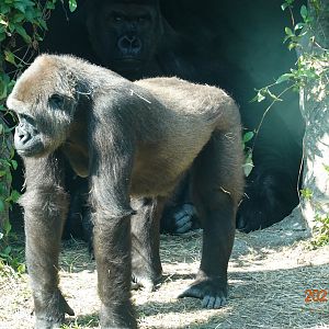 Western Lowland Gorilla (Gorilla gorilla gorilla)
